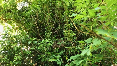 Scene of a tree with the stem and bark covered by lush green succulent plants Video stock 248357390