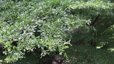 Scene of trees swaying in the wind, scene setting, scene transition Stock Footage 259774070