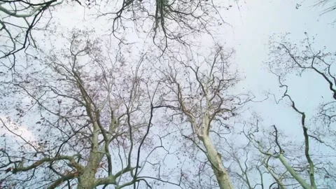 A scene of trees without leaves Stock Footage 234950452