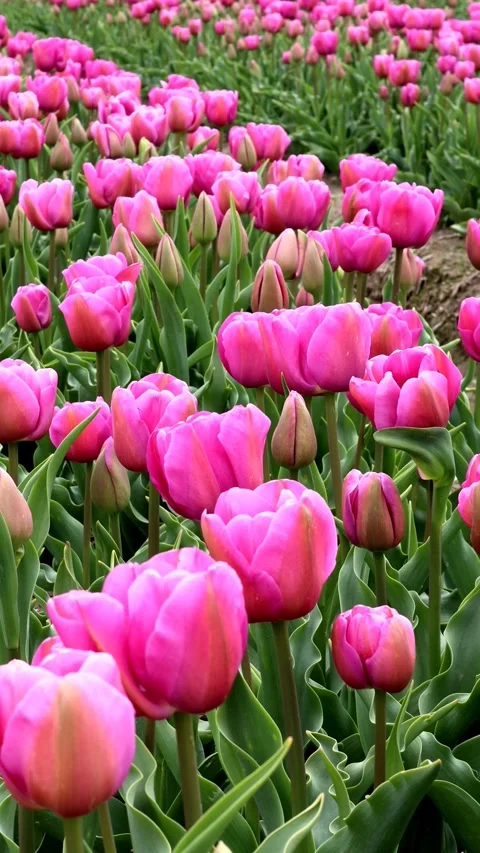 A scene of a tulip field swaying in the wind. Stock Footage 335173690