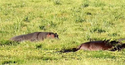 A scene of two large hippos flirting with each other. Stock Footage 314666927