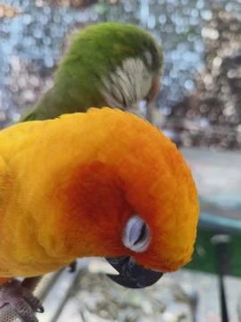 Scene of two parrots perched closely Foto stock