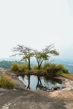 Scene with two trees with water reflection on a hill Stock Photos