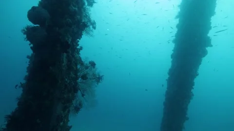 Scene underneath the ocean at pier underside rich in corals and other sea life Stock Footage 130884285