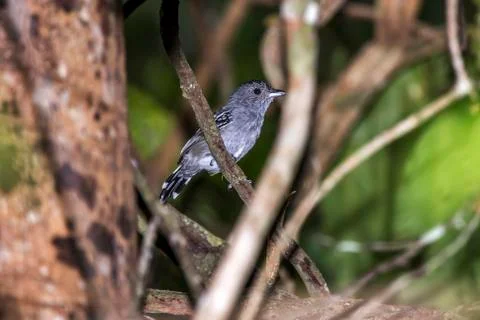Scene of the Variable Antshrike perched on a branch. Fotos de archivo