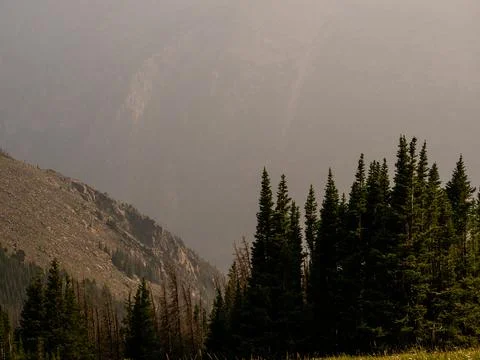 Scene with view of pine tree tops with rock leading into foggy abyss. Stock Photos
