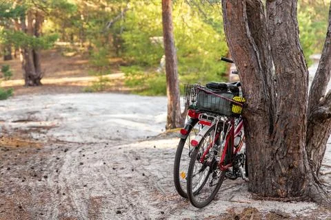 Scene view of two empty bikes parked near pine tree outdoors forest at sunny day 스톡 사진