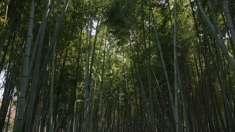 Scene of walking through the bamboo forest. 스톡 동영상 129789925