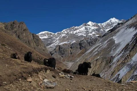 Scene on the way to Thorung La Pass, Nepal Scene on the way to Thorung La ... Stock Photos