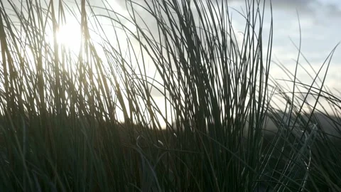 Scene of the weeds moved by the wind with the sun in front, opposed 库存影片 232952915