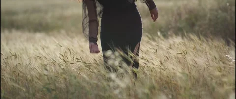 Scene in a wheat field Vídeo Stock 342139554