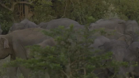 A scene where several elephants are present in the evening Stock Footage 294385700