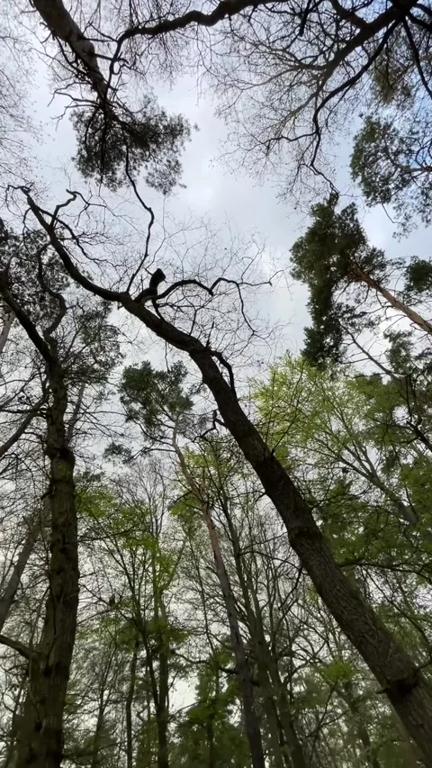 Scene where shadowed trees flutter in fierce wind conditions Stock Footage 335677144