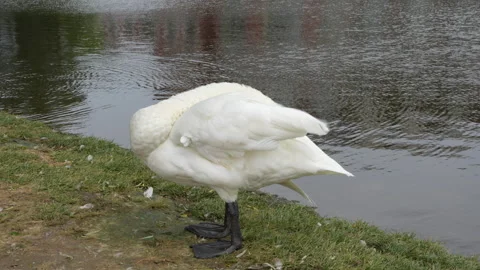The scene of white swans preening their feathers Stock Footage 305799896