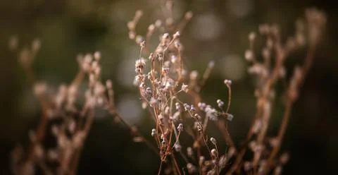 Scene with wild grass on a sun light Stock Photos