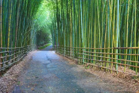 Scenery of bamboo forest with path Stock Photos