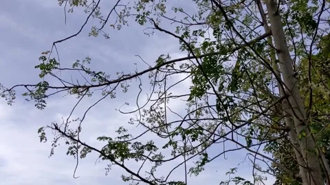 A scenery of breezy day Stock Footage 147663032