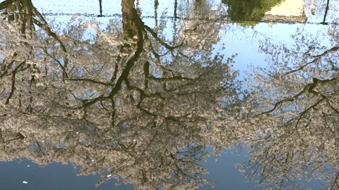 The scenery of cherry blossoms in full bloom reflected in the river. Stock Footage 335982582