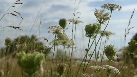 Scenery of Countless White Umbel Flowers Blowing in a Summer Meadow Видео 340774476