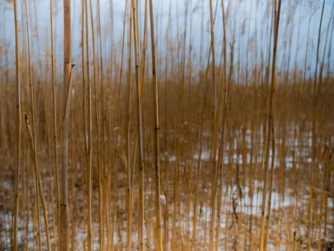 Scenery with dry plants. Environmental problem. Stockfoto's