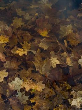 Scenery of fallen leaves of maple floating on the water surface Foto stock