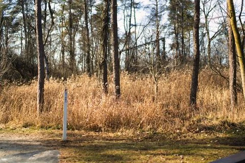 Scenery-Fast Fix- Start in Forest Stock Photos