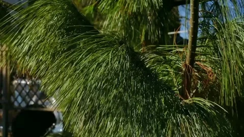 Scenery of fir trees Stock Footage 234475632