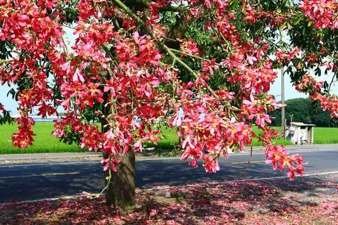 Scenery with Floss-silk Tree or Silk floss Tree and road Stock Photos