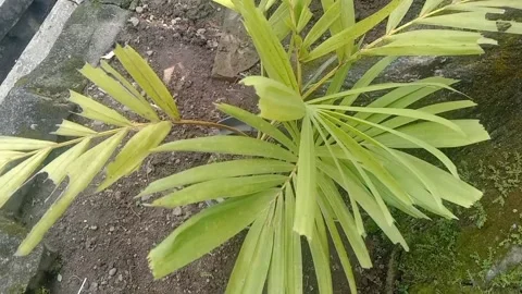 The scenery in flower pots Stock Footage 235410599