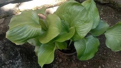 The scenery in flower pots Stock Footage 235411105