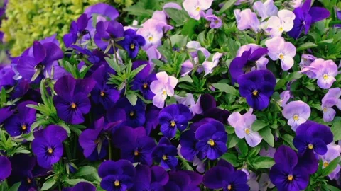 The scenery of flowers Stock Footage 234068013