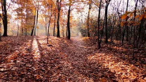 The scenery of the forest Stock Footage 233756354