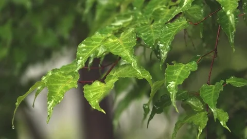 Scenery of forest of rainy day Stock Footage 89723104
