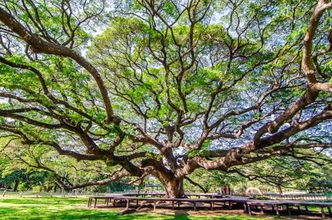 Scenery of giant rain tree (Chamchuri tree) or monkey pod tree with green leaves Stock Photos