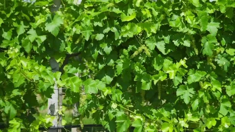 The scenery of green grapes Stock Footage 234846427