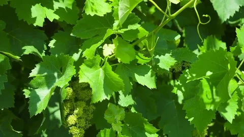 The scenery of green grapes Stock Footage 234846431