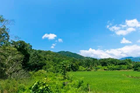 The scenery of green rice fields with mountains and blue sky in the backgroun Stock Photos