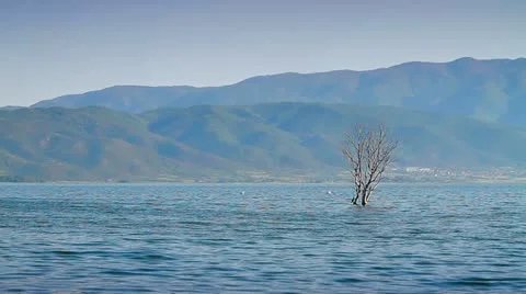 Scenery with lake and flooded tree Stock Footage