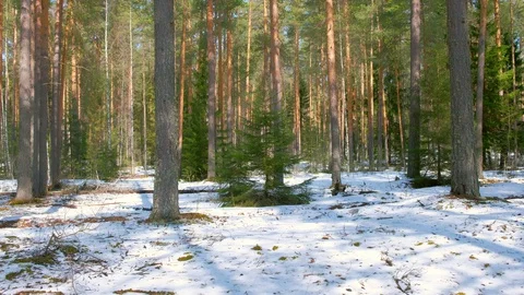 Scenery landscape with pine tree forest covering snow in winter, changes season. Stock Footage 129600865