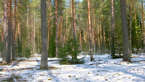 Scenery landscape with pine tree forest covering snow in winter, change season. Stock Footage 129601546