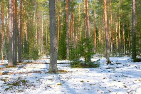 Scenery landscape with pine tree forest covering snow in winter, changes season. Stock Photos