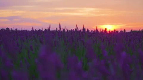 Scenery of lavender flowers Stock Footage 234155606