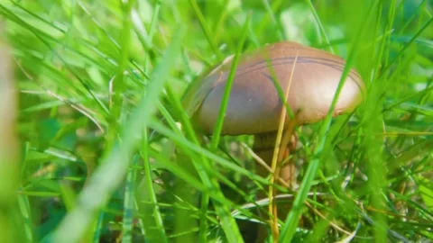 The scenery of mushrooms in the forest Stock Footage 236340871