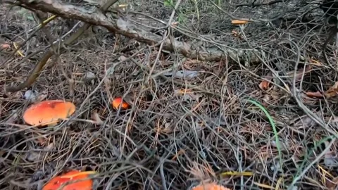 The scenery of mushrooms in the forest Stock Footage 236340936