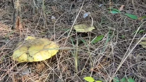 The scenery of mushrooms in the forest Stock Footage 236340998