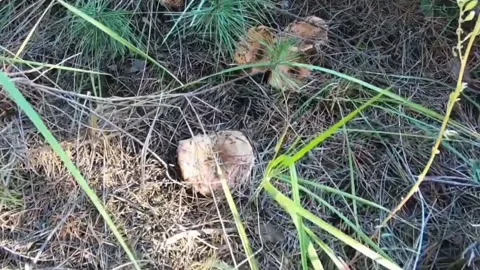 The scenery of mushrooms in the forest Stock Footage 236341004