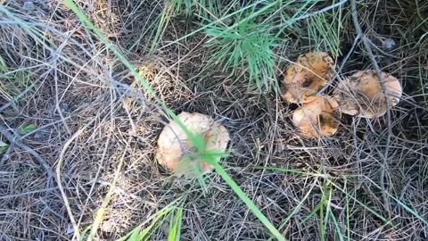 The scenery of mushrooms in the forest Stock Footage 236341041