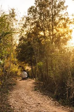 Scenery of a path in the interior of the forest. leaves of different autumn Stock Photos