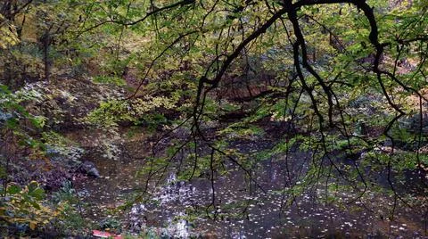 Scenery Stock Photos