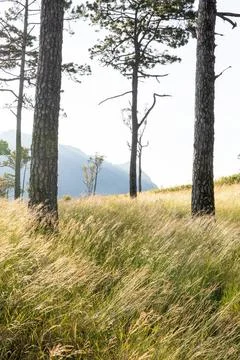 The scenery of a pine forest during sunset. Stock Photos
